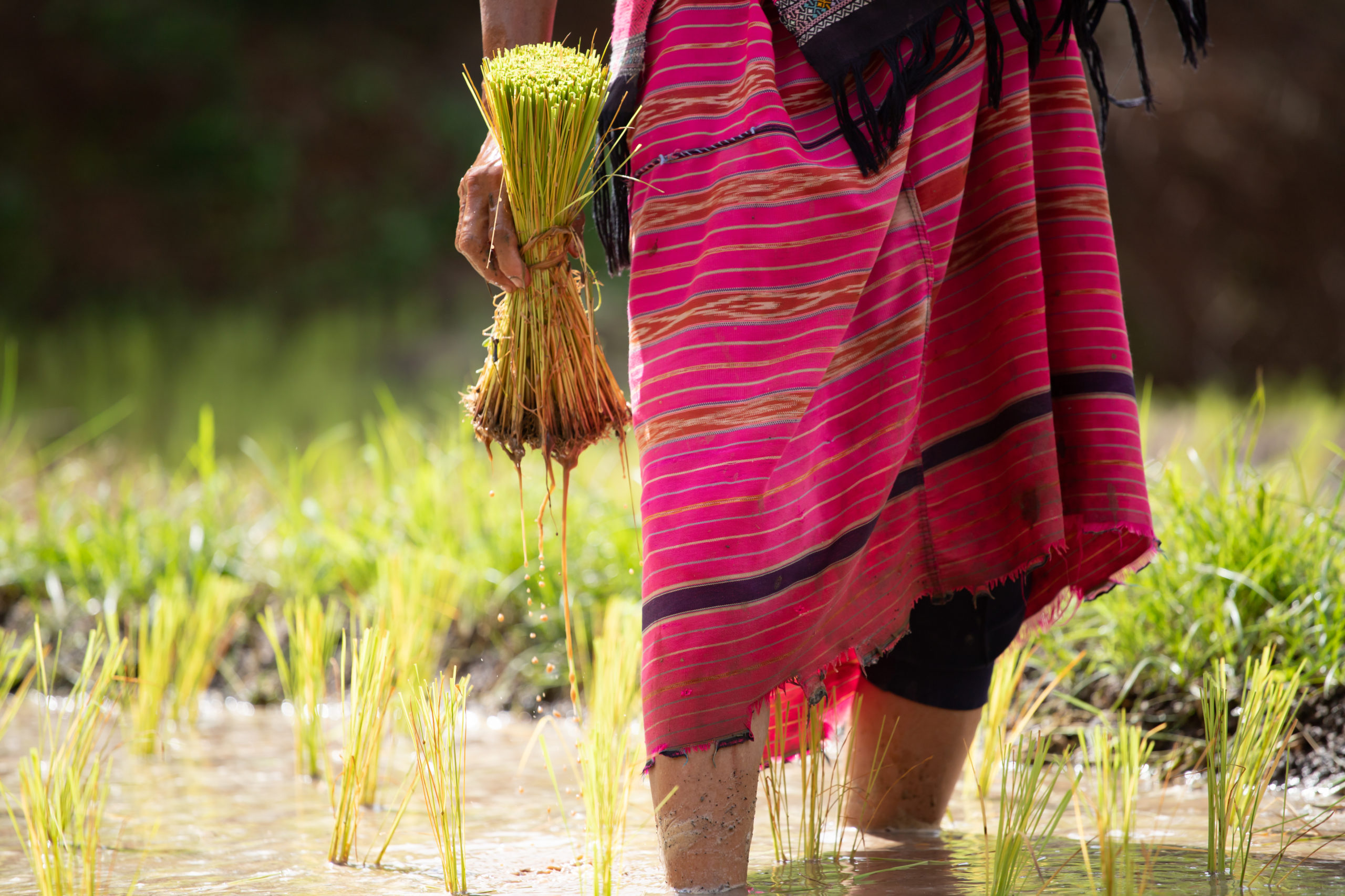 changes-towards-efficient-water-use-in-paddy-farming-in-the-deduruoya