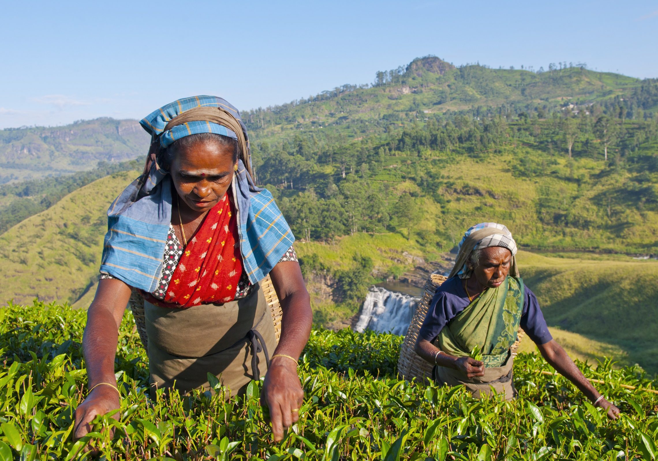 Tea pickers at a plantation in Sri Lanka